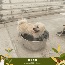 unila-prote-animales-4