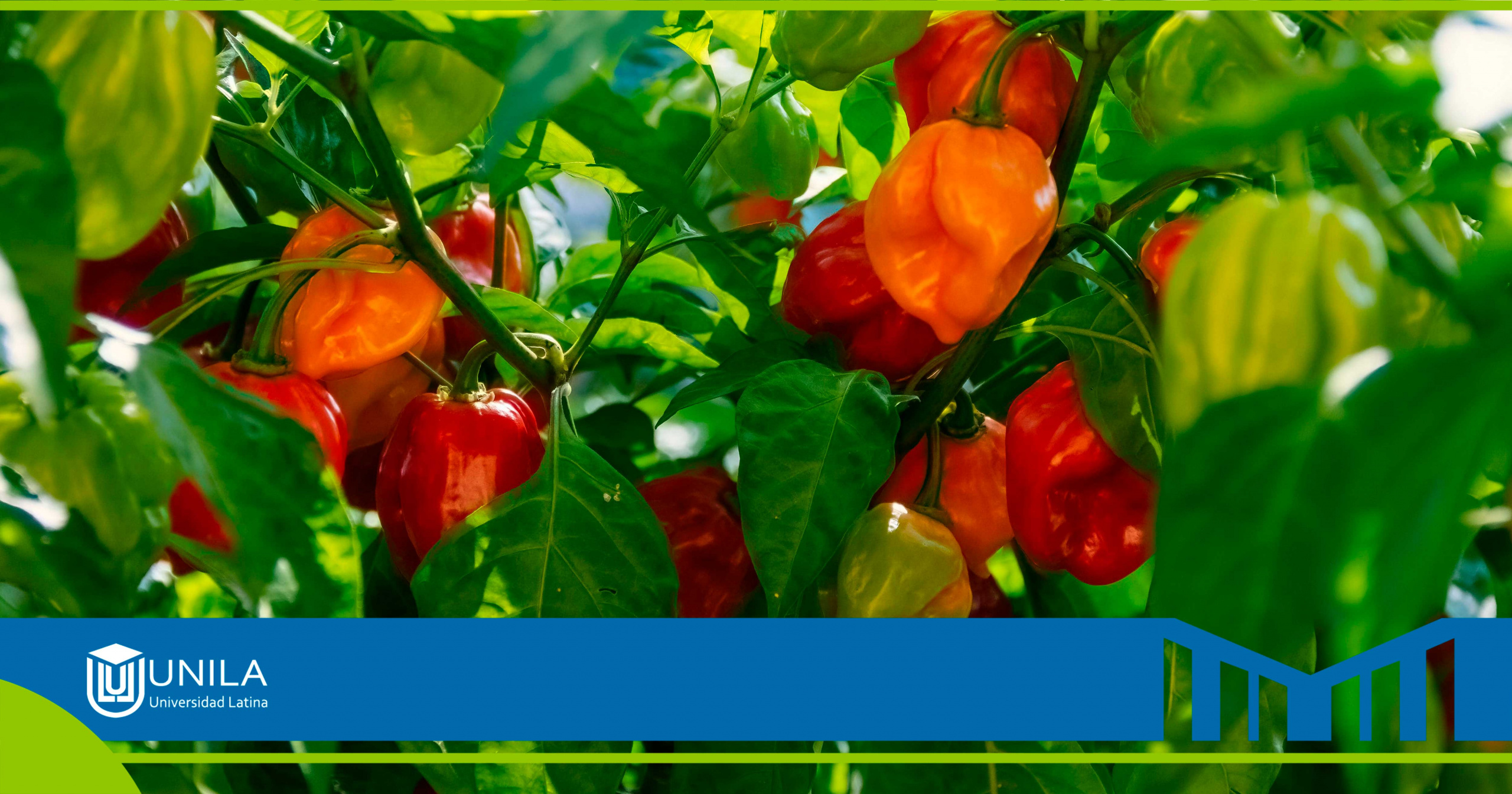licenciatura-en-gastronomía-administracion-operativa-gastronomia-endemica-mexicana